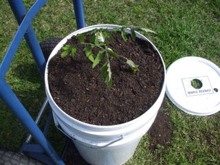 Container complete with potting mix and plant Container complete with potting mix and plant